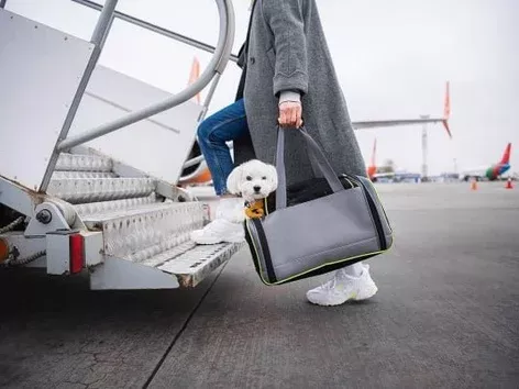 Switzerland cancels simplified rules for importing pets from Ukraine: what is known