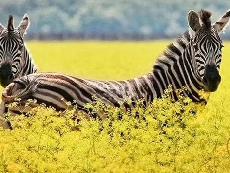 Depuis avril, la saison du silence a officiellement commencé en Ukraine : ce que vous devez savoir et comment vous comporter dans la nature