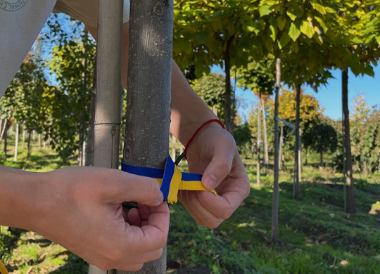 You can plant personalized trees in Kyiv: join the Victory Park initiative