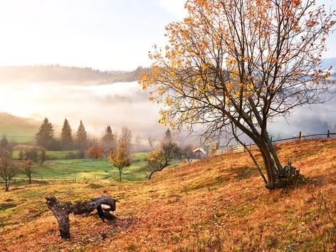 Плюсы и минусы осенних каникул в Карпатах 2025: что нужно знать, куда поехать и как подготовиться