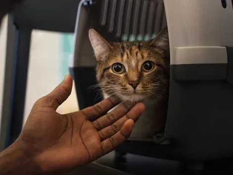 Ukrzaliznytsia will change the rules for the transportation of animals on trains: details