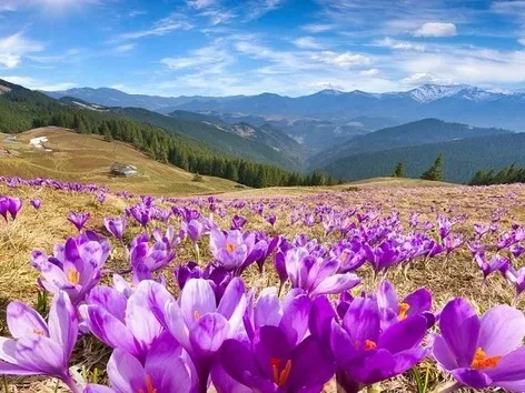 An unforgettable trip to the Ukrainian Carpathians: 5 days of real recreation in the mountains