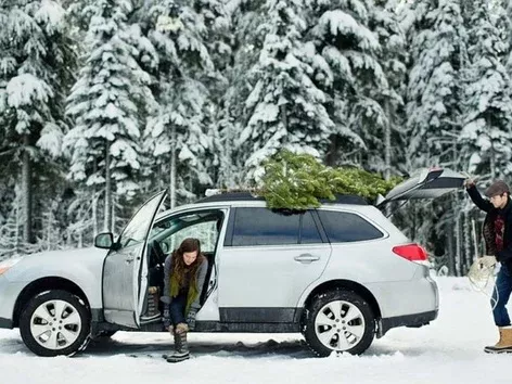 Fines for transporting Christmas trees by car in Europe: how to avoid getting caught?