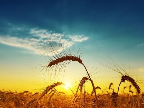 Only Ukraine has this: the uniqueness of our land and its importance for the whole world