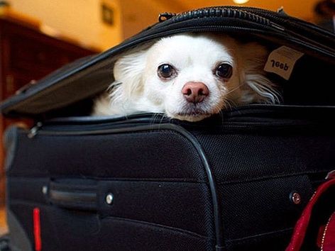 Польша изменила требования по ввозу домашних животных из Украины: новые правила