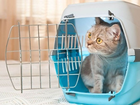 Crossing the border with a cat, dog and other pets in 2024: rules for importing animals to Europe