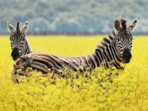 Natural wonders of Ukraine destroyed by russia