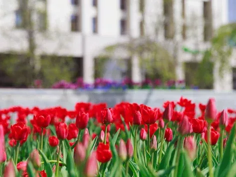 Киев в цветах весны: где полюбоваться первыми тюльпанами в столице