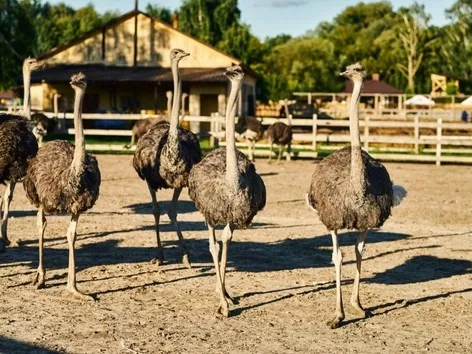 Top 9 exotic Ukrainian farms or what you haven't seen in Ukraine yet