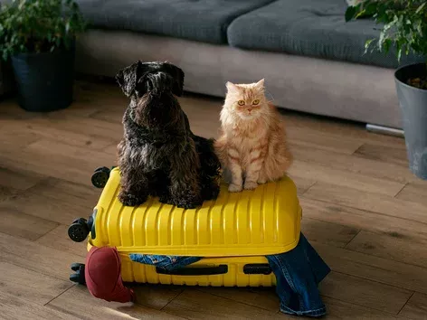 Путешествие с домашним любимцем: правила ввоза животных в Украину