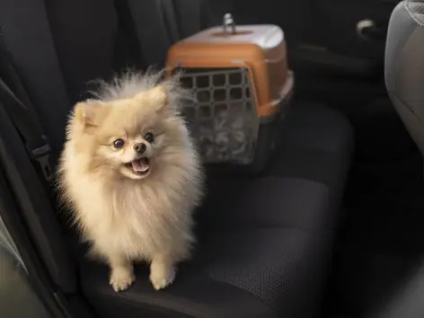 Fines for transporting animals in a car: details of the draft law