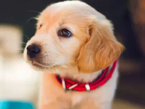 Entering Germany with pets: new rules for Ukrainians