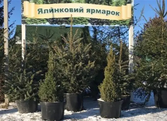 Where to buy a Christmas tree in 2024: the best locations in different regions of Ukraine