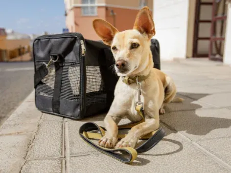 Вакцинации, документы и заявки: правила въезда в Польшу с животными