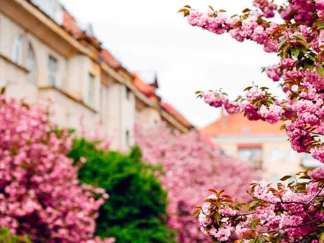 When will cherry blossoms bloom in Uzhhorod in 2025: flowering dates and best locations