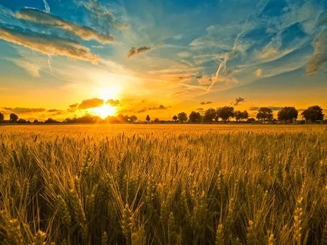 Захваченные богатства Украины: сколько забрала россия и какие могут быть последствия