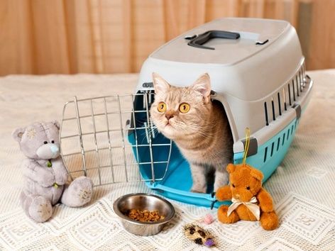 Poland abolished simplified rules for importing pets from Ukraine: details