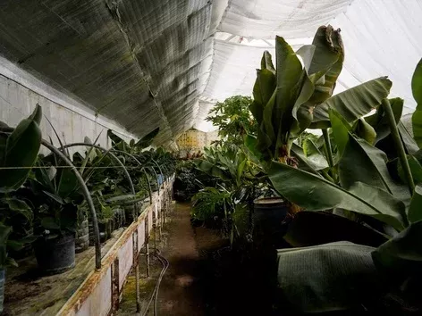 Produced in Ukraine: top 5 most exotic plantations