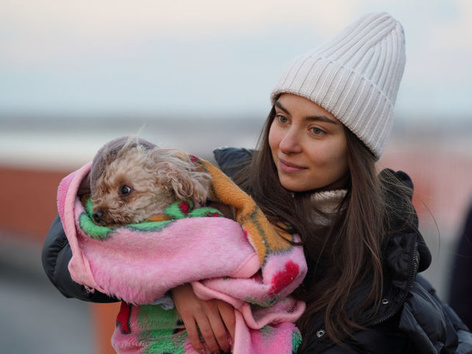 How to find a pet or help animals during the war?