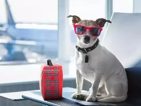 Pets at the border: what documents can be used to return to Ukraine?