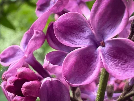 Сирень зацвела в Киеве: где увидеть весеннюю красоту