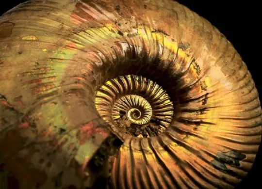 What unusual and strange things did smugglers try to smuggle out of Ukraine?