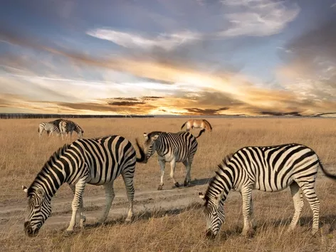 World Environment Day: how russia is destroying Ukraine's nature reserve fund