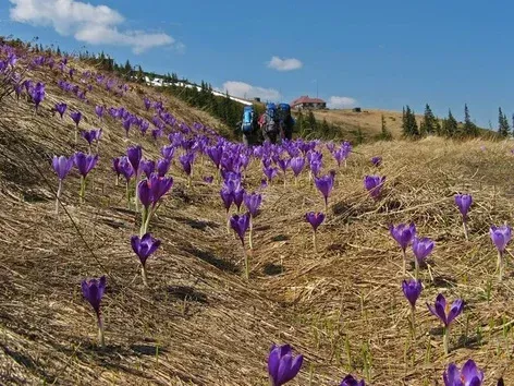 Крокуси на Кукулі: вирушай у весняну казку Карпат разом з Visit Ukraine