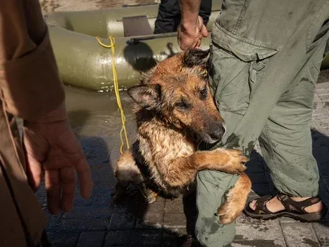 International Friendsgiving: why we should care about our smaller brothers