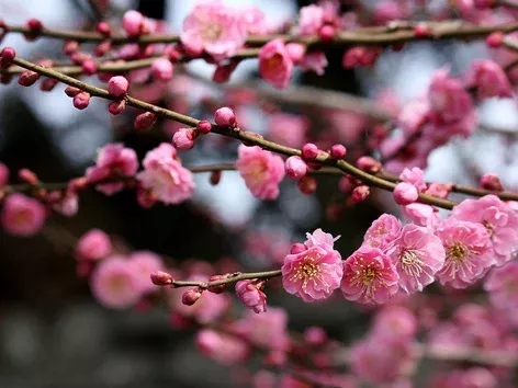 Spring in pink: where to look for sakura trees in Ukrainian cities