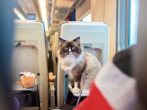 Ukraine is preparing to change the rules for the transportation of animals on trains: what does Ukrzaliznytsia propose?