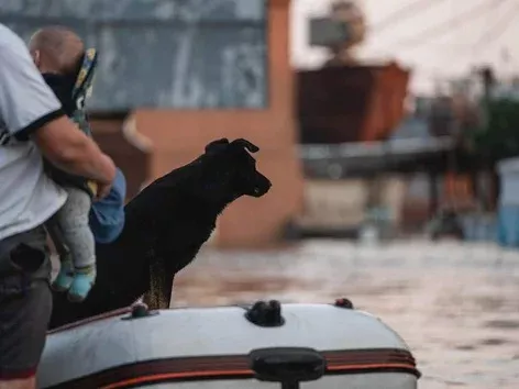 Подрыв Каховской ГЭС: как херсонцы спасают животных и правила эвакуации