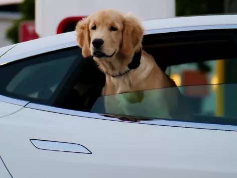 В Україні можуть переглянути правила перевезення домашніх улюбленців: що планує Кабмін