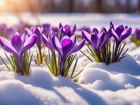 Snowdrops, daffodils or sakura: where to admire primroses in Ukraine?