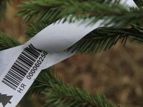 Starting from the beginning of January, 78 New Year's trees will be opened in Kyiv: addresses and working hours