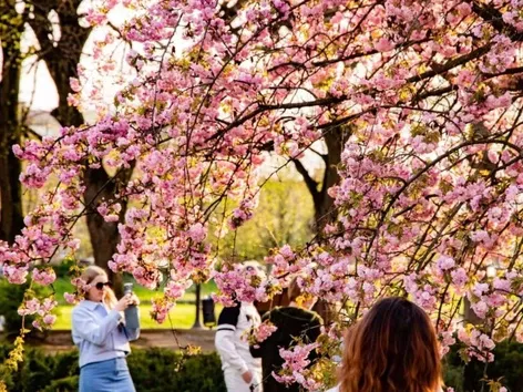 A map with flower locations has been created in Lviv: where can you admire the blooms?