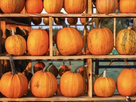 Autumn photo zones appeared in Dobropark: what do they look like?