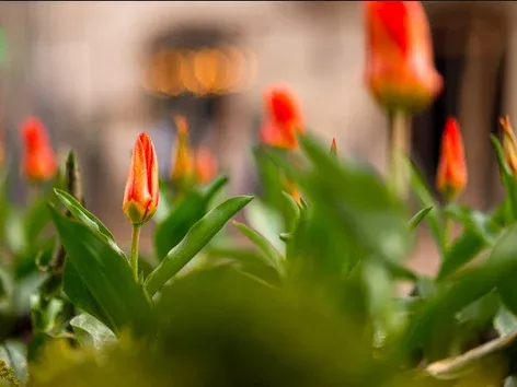 Сезон розпочато: у центрі Львова розквітли перші тюльпани з Нідерландів