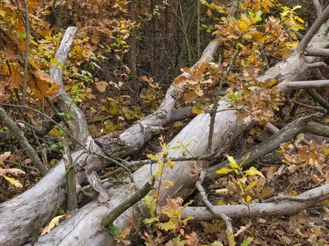 Is it allowed to take dry branches and fallen trees from the forest ...